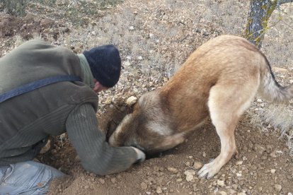 «La Boira va començar a buscar i a trobar tòfones en menys d'una setmana»
