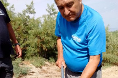 peligro, anguilas, Encañizada, delta del Ebro, repoblación, laguna, Ter, control, Departamento de Agricultura, comercio, río