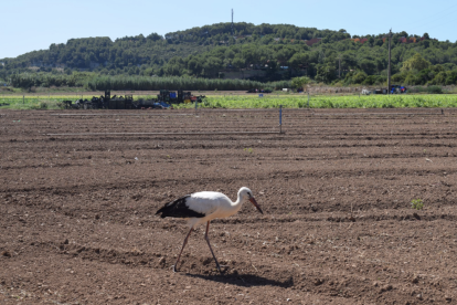 Una cigüeña hace parada en Ferran