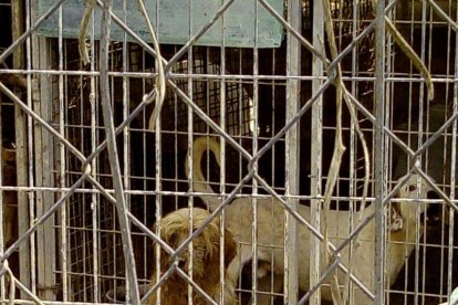 Abren diligencias en una perrera de Calafell después de encontrar un perro muerto