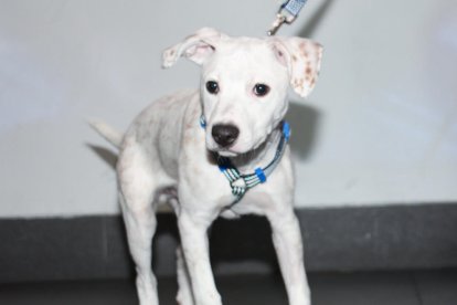 Jornada consolidaría dedicada a las mascotas