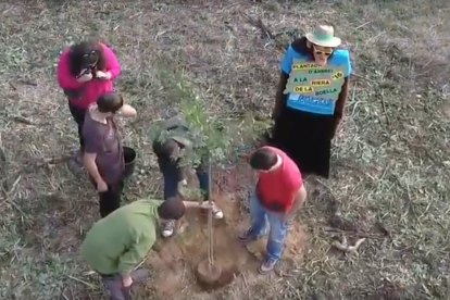 Una plantación de árboles vista desde el aire