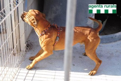 Un ajuntament lleidatà paga la recuperació d'un gos maltractat
