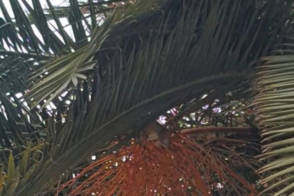 Las palmeras de la plaza de los Niños tienen nidos de ratas de campo en las copas