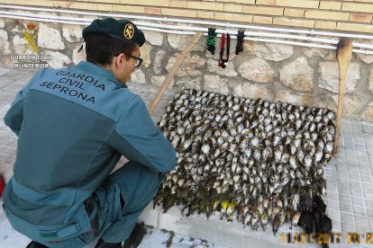 Ivestigades tres personas para cazar ilegalmente más de 350 aves en el Montsià