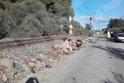 Un tren atropella un ramat d'ovelles entre Cambrils i Mont-roig del Camp