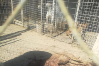 Abren diligencias en una perrera de Calafell después de encontrar un perro muerto