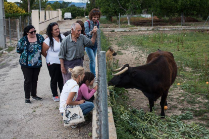 Movilización ciudadana para evitar el sacrificio de la vaca tortosina Margarita