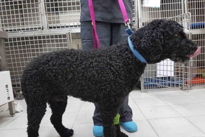 Un nou gos resulta ferit de gravetat en ingerir carn amb agulles a Calafell