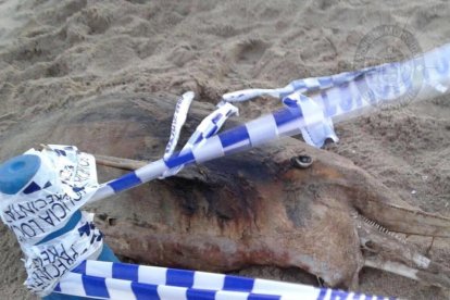 Encuentran un delfín muerto en la playa de Coma-ruga