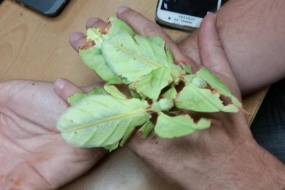 Taràntules i milpeus visiten Caixaforum