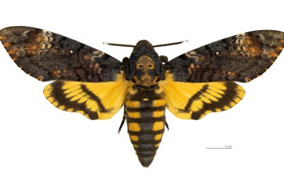 La Mariposa de la Muerte se deja ver por la zona de Llevant de Tarragona