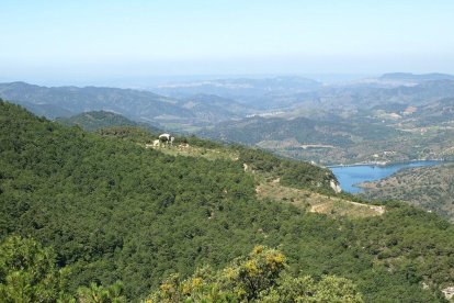 Augmenten els punts de suport a Tarragona d'una àliga molt amenaçada