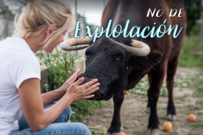 Mobilització per salvar la Margarita, una vaca que l'administració obliga a sacrificar