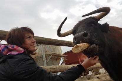 Movilización ciudadana para evitar el sacrificio de la vaca tortosina Margarita