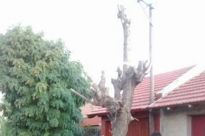 El seu gos 'l'abraça' mentre l'atenen després de patir una caiguda