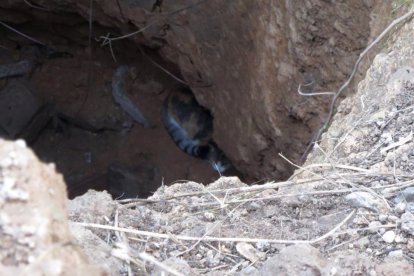 Rescatan un gato caído dentro de un pozo a Tarragona