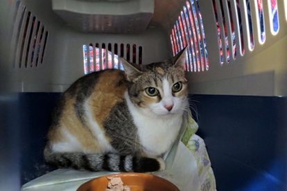 Rescatan un gato caído dentro de un pozo a Tarragona