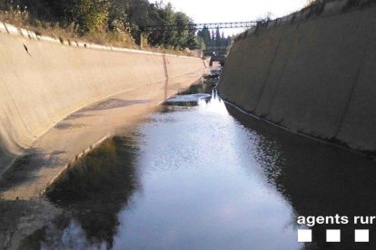 Rescatan un corzo del canal izquierdo del Ebro en Bítem
