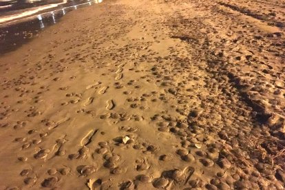 Invasión de medusas en la arena de las playas a causa del temporal