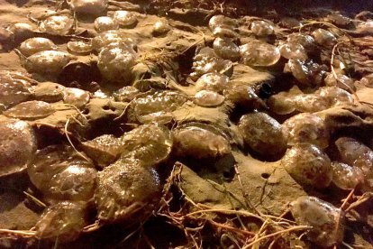 Invasión de medusas en la arena de las playas a causa del temporal
