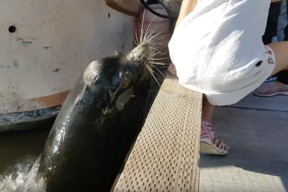 Un lleó marí arrossega una nena cap a l'aigua a un port de Canadà