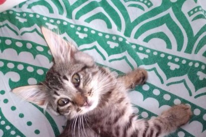 Sessió d'adopcions de gats a les Gavarres