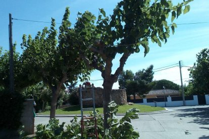 Els veïns de Botarell es mobilitzen per impedir la tala de 64 moreres