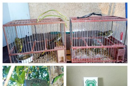 Denuncien Alcanar ocells protegits