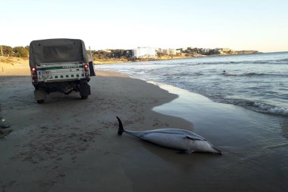 Troben un dofí llistat femella mort a la platja llarga de Salou