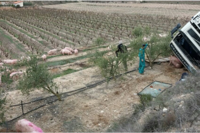 Bolca un camió de més de 200 truges a Benissanet