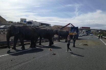 Un camió bolca a l'A-30 a Albacete i perd tota la càrrega d'elefants