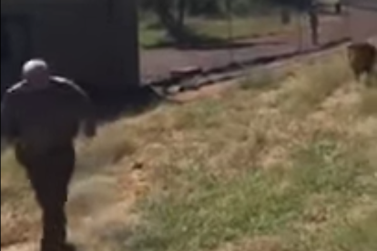 Un león ataca brutalmente a su cuidador