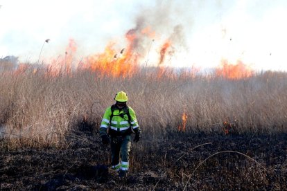 regenerar, crema, delta de l'Ebre, foc, GEPIF, gestió, Agents Rurals, Olles, parc natural, senill, oxigenar, bassa, controlada