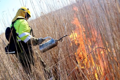 boga, controlada, Agents Rurals, crema, parc natural, Olles, senill, delta de l'Ebre, regenerar, Fermín Morales, oxigenar