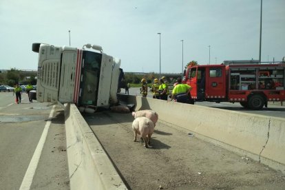 Un camió de porcs bolca a Vila-seca