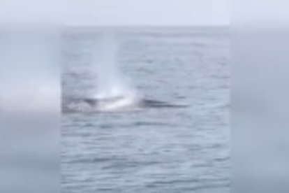 Aparecen dos ballenas azules a la costa valenciana