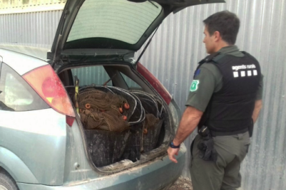 Denunciado un pescador furtivo por pescar 14,7 kilos de anguilas