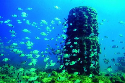 Repsol instal·la 17 biòtops artificials al litoral de Tarragona i Altafulla