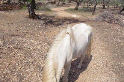 Denuncian a un vecino de Tortosa por tener un asno y un poney en malas condiciones