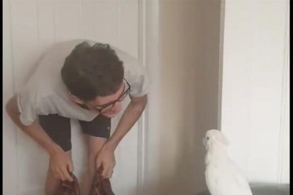 La singular reacció d'una cacatua a un repte viral d'internet
