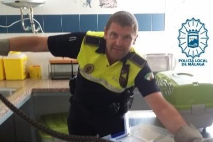 Atrapan una culebra de más de un metro en un cochecito infantil en Málaga