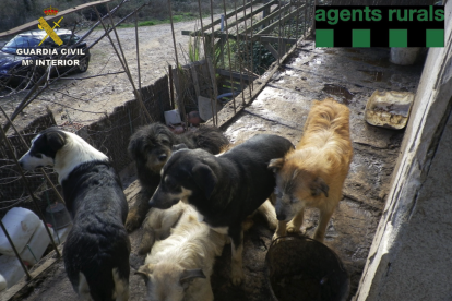 Rescatan 39 perros que vivían en pésimas condiciones en una casa de Pontons