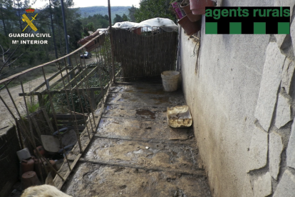 Rescatan 39 perros que vivían en pésimas condiciones en una casa de Pontons