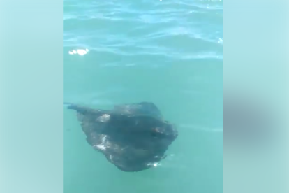 Una rajada es deixa veure a pocs metres de la vora de la platja del Francàs