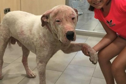 Un final feliz para Danko, un perro abandonado a Montbrió por una amistad traicionada