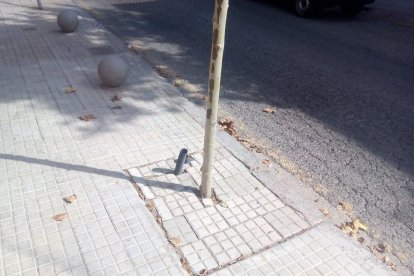 Engegen una campaña para eliminar los adoquines que 'lapidan' los árboles de Reus
