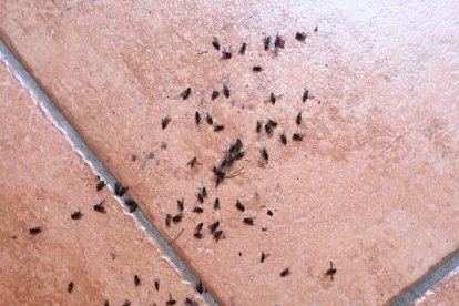 Una plaga de mosques afecta diversos carrers i places de la Part Alta de Tarragona