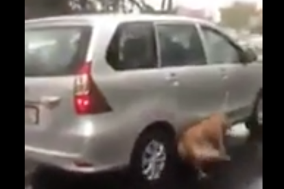 Circula con el coche mientras arrastra su perro bajo la lluvia