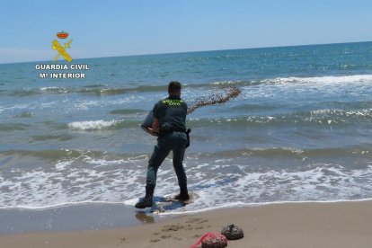 Intervenidos 50 kilos de coquina de talla antirreglamentaria en Deltebre